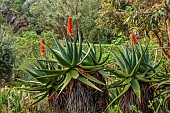 TRESCO ABBEY GARDEN, ISLES OF SCILLY: MARCH, SPRING, ALOE ARBORESCENS