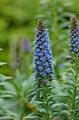 TRESCO ABBEY GARDEN, ISLES OF SCILLY: MARCH, SPRING: BLUE, PURPLE FLOWERS, BLOOMS OF ECHIUM FASTUOSUM, SHRUBS, PRIDE OF MADEIRA
