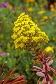 TRESCO ABBEY GARDEN, ISLES OF SCILLY: MARCH, SPRING, YELLOW FLOWERS, BLOOMS OF AEONIUM ARBOREUM ZWARTKOP
