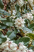TREBAH GARDEN, CORNWALL: MARCH, SPRING, CREAM FLOWERS, WHITE, PINK BLOOMS, FLOWERS OF RHODODENDRON SUOILENHENSE