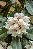 TREBAH GARDEN, CORNWALL: MARCH, SPRING, CREAM FLOWERS, WHITE, PINK BLOOMS, FLOWERS OF RHODODENDRON SUOILENHENSE
