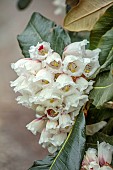 TREBAH GARDEN, CORNWALL: MARCH, SPRING, CREAM FLOWERS, WHITE, PINK BLOOMS, FLOWERS OF RHODODENDRON SUOILENHENSE