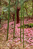 TREBAH GARDEN, CORNWALL: MARCH, SPRING, BAMBOODS AND FALLEN LEAVES OF PINK RHODODENDRON, TREE FERNS