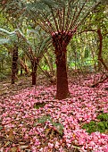 TREBAH GARDEN, CORNWALL: MARCH, SPRING, BAMBOODS AND FALLEN LEAVES OF PINK RHODODENDRON, TREE FERNS