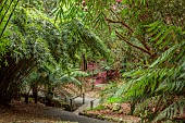 TREBAH GARDEN, CORNWALL: MARCH, SPRING, PATH DOWN TO BRIDGE PAST TREE FRENS AND BAMBOO