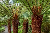 TREBAH GARDEN, CORNWALL: MARCH, SPRING, TREE FERNS WITH NEWLY EMERGING FRONDS