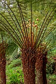 TREBAH GARDEN, CORNWALL: MARCH, SPRING, TREE FERNS WITH NEWLY EMERGING FRONDS