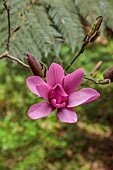 TREBAH GARDEN, CORNWALL: MARCH, SPRING, PINK FLOWERS, BLOOMS, BLOSSOM OF MAGNOLIA CAERHAYS SURPRISE, TREES