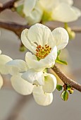 CHAENOMELES TRIAL, FLOWERS OF CHAENOMELES X SUPERBA JET TRAIL, SHRUBS, MARCH, JAPANESE QUINCE