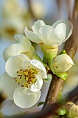 CHAENOMELES TRIAL, FLOWERS OF CHAENOMELES X SUPERBA JET TRAIL, SHRUBS, MARCH, JAPANESE QUINCE