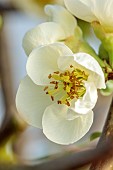 CHAENOMELES TRIAL, FLOWERS OF CHAENOMELES X SUPERBA JET TRAIL, SHRUBS, MARCH, JAPANESE QUINCE