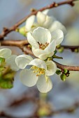 CHAENOMELES TRIAL, FLOWERS OF CHAENOMELES X SUPERBA JET TRAIL, SHRUBS, MARCH, JAPANESE QUINCE