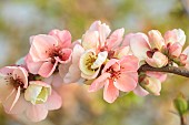 CHAENOMELES TRIAL, FLOWERS OF CHAENOMELES X SUPERBA MOERLOOSEI, SHRUBS, MARCH, JAPANESE QUINCE