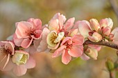 CHAENOMELES TRIAL, FLOWERS OF CHAENOMELES X SUPERBA MOERLOOSEI, SHRUBS, MARCH, JAPANESE QUINCE