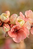 CHAENOMELES TRIAL, FLOWERS OF CHAENOMELES X SUPERBA MOERLOOSEI, SHRUBS, MARCH, JAPANESE QUINCE