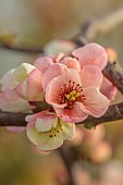 CHAENOMELES TRIAL, FLOWERS OF CHAENOMELES X SUPERBA MOERLOOSEI, SHRUBS, MARCH, JAPANESE QUINCE