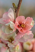 CHAENOMELES TRIAL, FLOWERS OF CHAENOMELES X SUPERBA MOERLOOSEI, SHRUBS, MARCH, JAPANESE QUINCE
