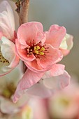 CHAENOMELES TRIAL, FLOWERS OF CHAENOMELES X SUPERBA MOERLOOSEI, SHRUBS, MARCH, JAPANESE QUINCE