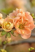 CHAENOMELES TRIAL, FLOWERS OF CHAENOMELES X SUPERBA GEISHA GIRL, SHRUBS, MARCH, JAPANESE QUINCE