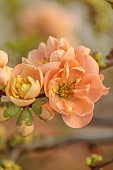 CHAENOMELES TRIAL, FLOWERS OF CHAENOMELES X SUPERBA GEISHA GIRL, SHRUBS, MARCH, JAPANESE QUINCE