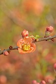 CHAENOMELES TRIAL, FLOWERS OF CHAENOMELES JAPONICA CIDO, JAPANESE QUINCE, SHRUBS, MARCH