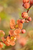 CHAENOMELES TRIAL, FLOWERS OF CHAENOMELES JAPONICA CIDO, JAPANESE QUINCE, SHRUBS, MARCH
