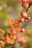 CHAENOMELES TRIAL, FLOWERS OF CHAENOMELES JAPONICA CIDO, JAPANESE QUINCE, SHRUBS, MARCH