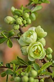 CHAENOMELES TRIAL, FLOWERS OF CHAENOMELES SPECIOSA YUKIGOTAN, JAPANESE QUINCE, SHRUBS, MARCH