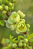 CHAENOMELES TRIAL, FLOWERS OF CHAENOMELES SPECIOSA YUKIGOTAN, JAPANESE QUINCE, SHRUBS, MARCH