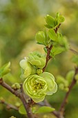 CHAENOMELES TRIAL, FLOWERS OF CHAENOMELES SPECIOSA KINSHIDEN, JAPANESE QUINCE, SHRUBS, MARCH