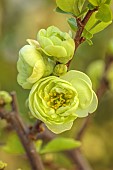 CHAENOMELES TRIAL, FLOWERS OF CHAENOMELES SPECIOSA KINSHIDEN, JAPANESE QUINCE, SHRUBS, MARCH