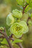 CHAENOMELES TRIAL, FLOWERS OF CHAENOMELES SPECIOSA KINSHIDEN, JAPANESE QUINCE, SHRUBS, MARCH
