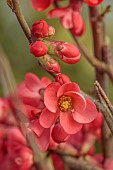 CHAENOMELES TRIAL, FLOWERS OF CHAENOMELES SPECIOSA CRIMSON BEAUTY, JAPANESE QUINCE, SHRUBS, MARCH