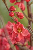 CHAENOMELES TRIAL, FLOWERS OF CHAENOMELES SPECIOSA CRIMSON BEAUTY, JAPANESE QUINCE, SHRUBS, MARCH