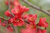 CHAENOMELES TRIAL, FLOWERS OF CHAENOMELES SPECIOSA CRIMSON BEAUTY, JAPANESE QUINCE, SHRUBS, MARCH