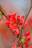 CHAENOMELES TRIAL, FLOWERS OF CHAENOMELES SPECIOSA CRIMSON BEAUTY, JAPANESE QUINCE, SHRUBS, MARCH