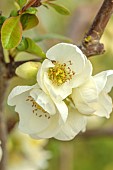 CHAENOMELES TRIAL, FLOWERS OF CHAENOMELES X SUPERBA ANDENKEN AN KARL RAMCKE, JAPANESE QUINCE, SHRUBS, MARCH