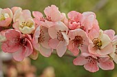 CHAENOMELES TRIAL, FLOWERS OF CHAENOMELES X SUPERBA MOERLOOSEI, JAPANESE QUINCE, SHRUBS, MARCH