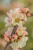CHAENOMELES TRIAL, FLOWERS OF CHAENOMELES X SUPERBA MOERLOOSEI, JAPANESE QUINCE, SHRUBS, MARCH