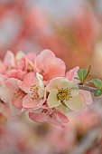 CHAENOMELES TRIAL, FLOWERS OF CHAENOMELES X SUPERBA MOERLOOSEI, JAPANESE QUINCE, SHRUBS, MARCH