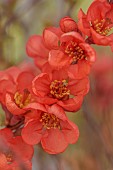 CHAENOMELES TRIAL, FLOWERS OF CHAENOMELES SPECIOSA FRIESDORFER, JAPANESE QUINCE, SHRUBS, MARCH