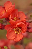 CHAENOMELES TRIAL, FLOWERS OF CHAENOMELES SPECIOSA FRIESDORFER, JAPANESE QUINCE, SHRUBS, MARCH
