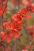 CHAENOMELES TRIAL, FLOWERS OF CHAENOMELES SPECIOSA FRIESDORFER, JAPANESE QUINCE, SHRUBS, MARCH