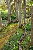 OLD PARK BARN, BUCKINGHAMSHIRE: SPRING, MARCH, WOODLAND, SHADE, SHADY, FRITILLARIA MELEAGRIS, SNAKES HEAD FRITILLARY, PATHS