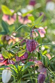 OLD PARK BARN, BUCKINGHAMSHIRE: SPRING, MARCH, WOODLAND, SHADE, SHADY, FRITILLARIA MELEAGRIS, SNAKES HEAD FRITILLARY