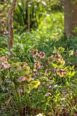 OLD PARK BARN, BUCKINGHAMSHIRE: SPRING, MARCH, WOODLAND, SHADE, SHADY, HELLEBORES