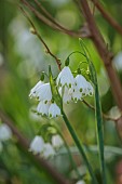 OLD PARK BARN, BUCKINGHAMSHIRE: SPRING, MARCH, SHADE, SHADY, WOODLAND, LEUCOJUM AESTIVUM GRAVETYE GIANT