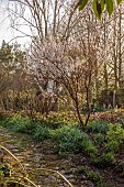 OLD PARK BARN, BUCKINGHAMSHIRE: SPRING, MARCH, HELLEBORES, CHERRY TREE, PRUNUS TOMENTOSA, THE NANKING CHERRY
