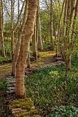 OLD PARK BARN, BUCKINGHAMSHIRE: SPRING, MARCH, PATHS, FRITILLARIA MELEAGRIS, HELLEBORUS FOETIDUS, TREES