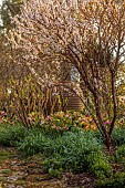 OLD PARK BARN, BUCKINGHAMSHIRE: SPRING, MARCH, HELLEBORES, CHERRY TREE, PRUNUS TOMENTOSA, THE NANKING CHERRY